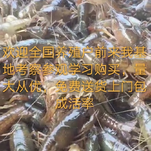 灌云县龙虾苗 