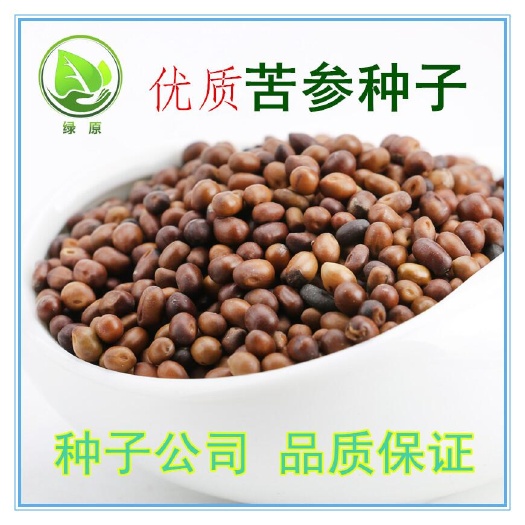 苦参种子 当年新货 包发芽 种子公司批发零售 提供技术回收产