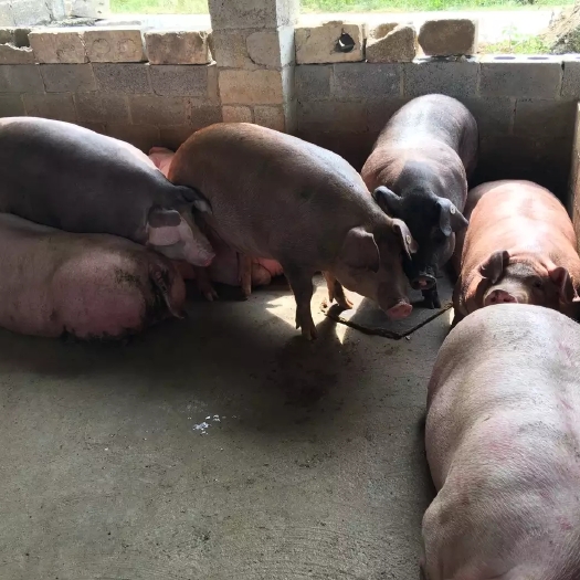 博白县三元猪 200-300斤