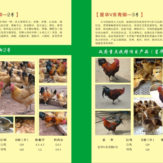 衡南县土鸡苗  青脚土鸡脱温苗   架子鸡   青年鸡