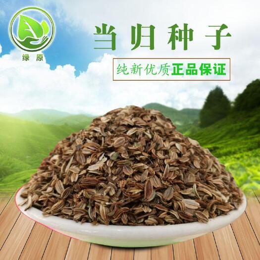 安国市当归种子  欧当归 纯新种子 包发芽率，包运费
