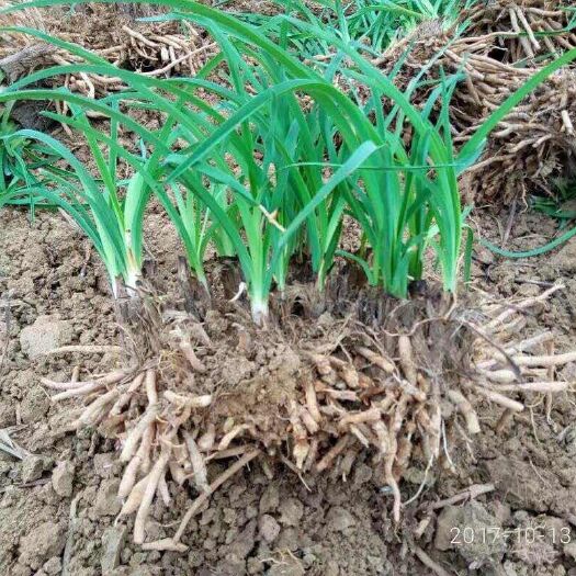 大竹县黄花菜种苗