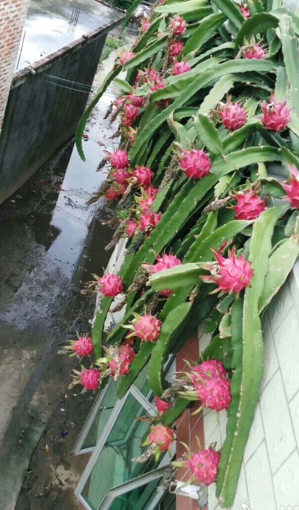 红心火龙果苗 当年挂花柱黄白色，浆果红色，长球形，果脐