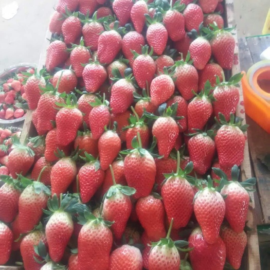 平度市 量多优惠，优质甜宝草莓
