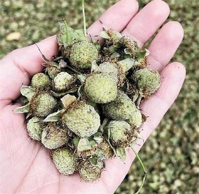 仙居县覆盆子种苗