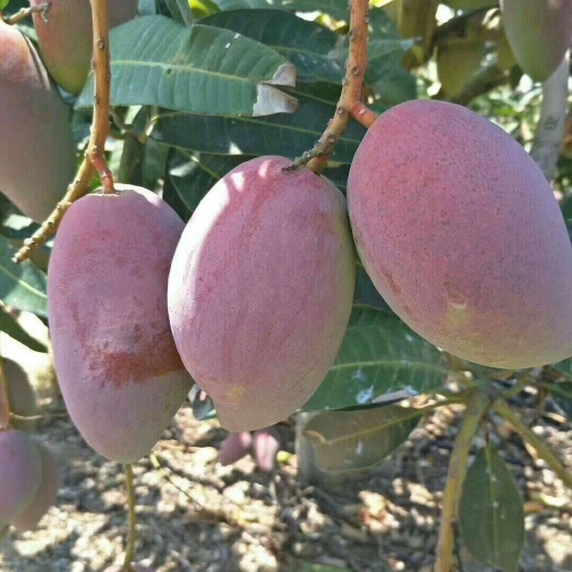灵山县红贵妃芒果苗 芒果树苗带营养杯