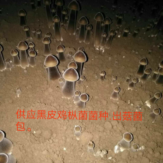 蘑菇 供应黑皮鸡枞菌种，出菇菌包。质量好，产量高。免费技术指导