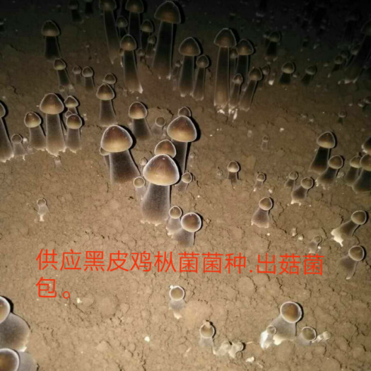金乡县蘑菇 供应黑皮鸡枞菌种，出菇菌包。质量好，产量高。免费技术指导