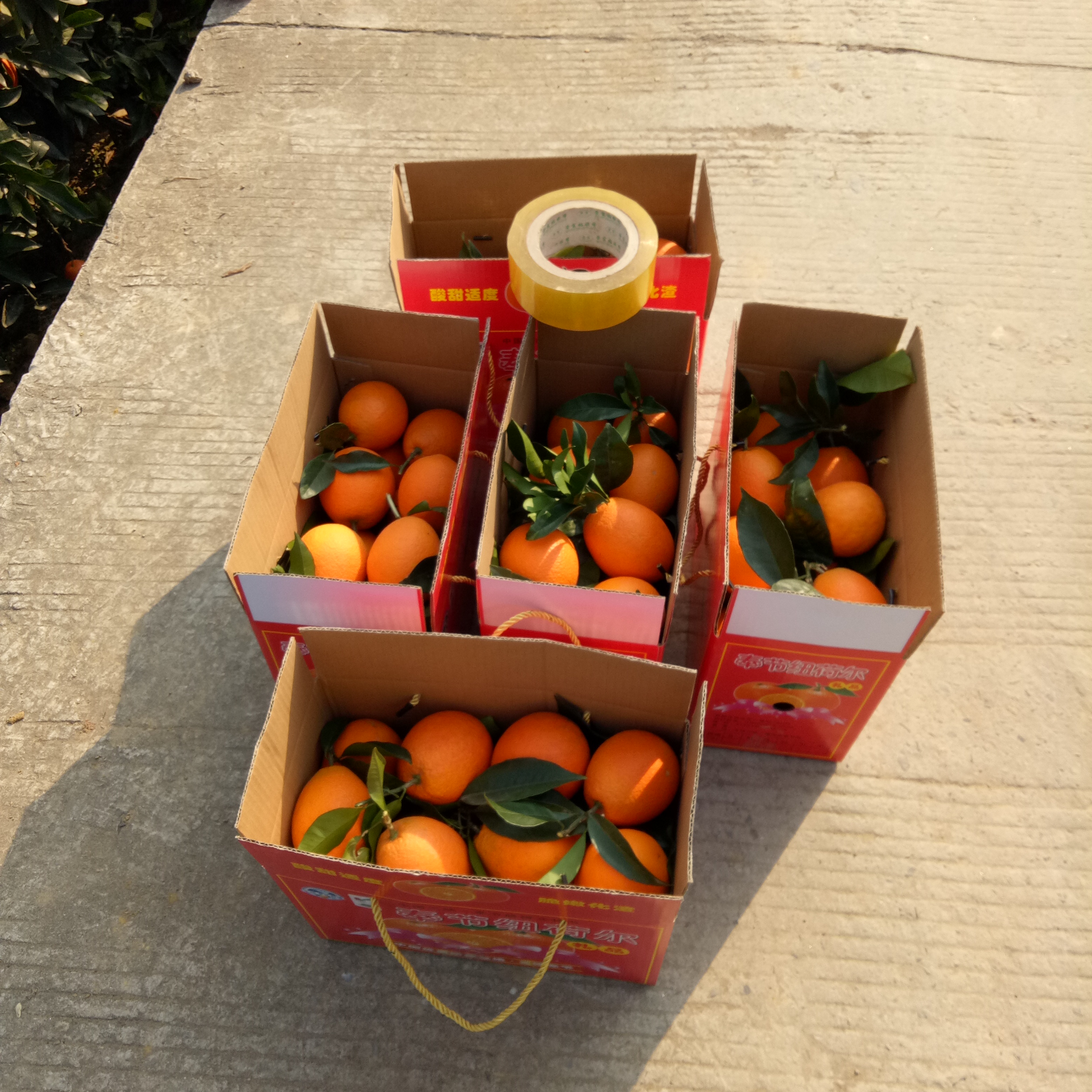奉节纽荷尔脐橙  重庆奉节脐橙，是天然水果，不打甜蜜素