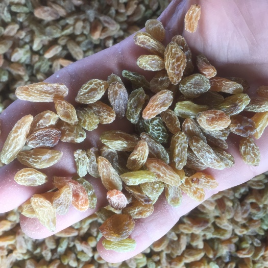 鄯善县无核葡萄干 新疆维吾尔自治区吐鲁番市市鄯善县 6-12个月