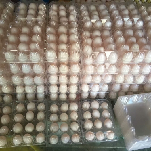 魏县鸽子蛋 食用 礼盒装