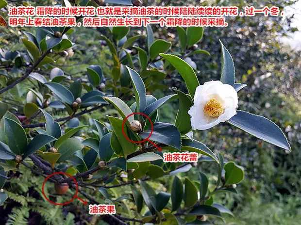 龙胜县现榨山茶油 5L
