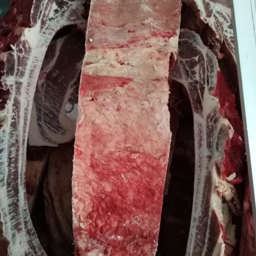 东乌旗 天边草原乌拉盖|乌珠穆沁格尔思汗牛肉