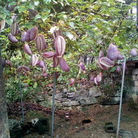 古丈县八月瓜苗