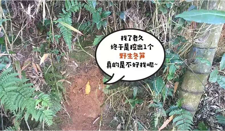 始兴县野生深山冬笋 9~13cm 鲜笋