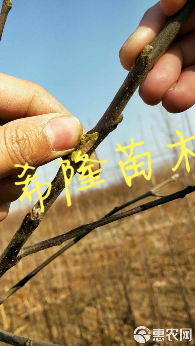 红肉苹果树苗 1.5~2米 