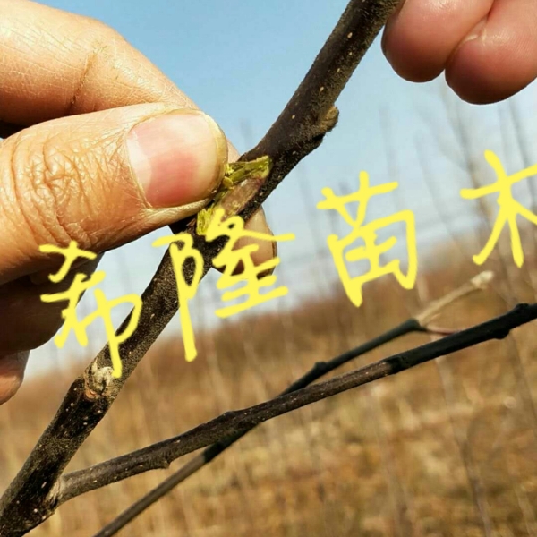 红肉苹果树苗 1.5~2米 