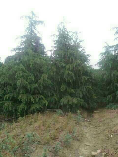 南京苏州雪松
