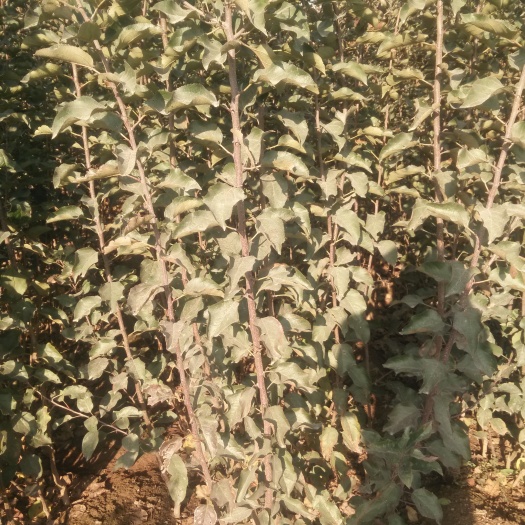 泰安红富士苹果苗 苹果苗现挖现发成活率高