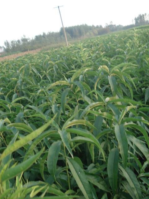 泰安映霜红桃苗 0.5~1米 
