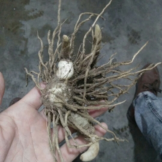 白芨苗