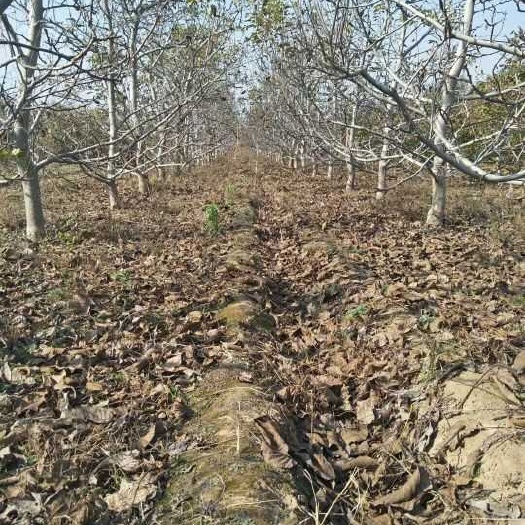 绛县8518核桃苗 