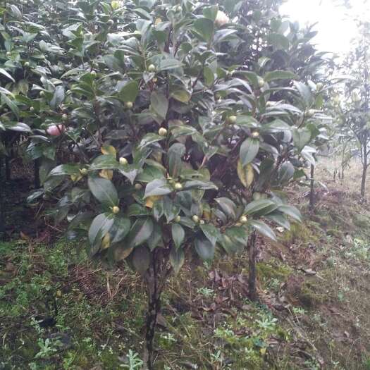高县茶花树 80~100cm