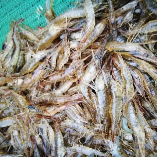 南京青虾苗