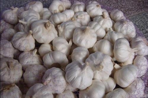 中牟县中牟大蒜  河南中牟万亩大蒜供应