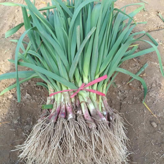 沛县红根蒜苗 40 - 45cm 