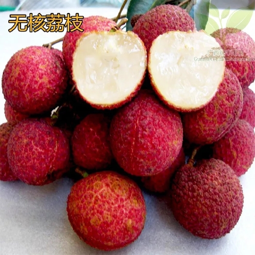 灵山县无核荔枝苗 