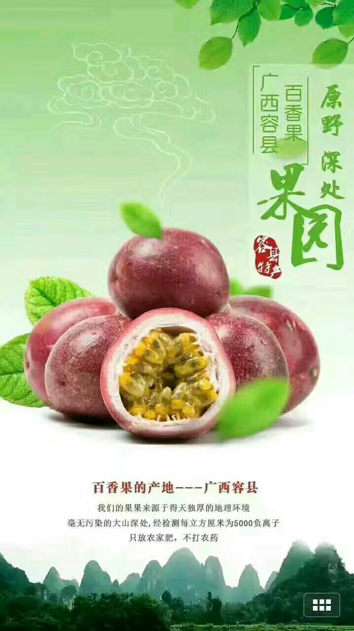 紫香一號(hào)百香果苗  臺(tái)農(nóng)百香果苗