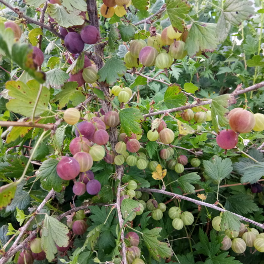 靖宇县 灯笼果灯笼果苗户外庭院种植灯笼果介绍新农村种植