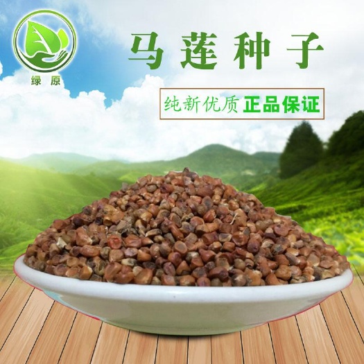 马兰花种子
