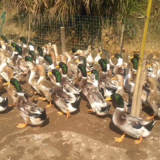 南宁大种四点黄麻鸭苗