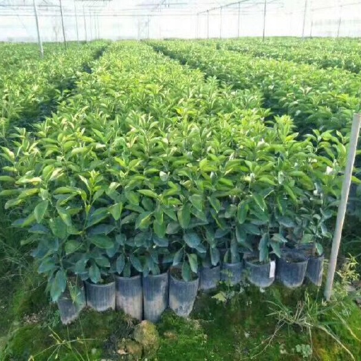 安远县伦晚脐橙苗 嫁接苗 0.5米以下 