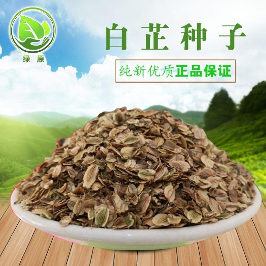 白芷种子