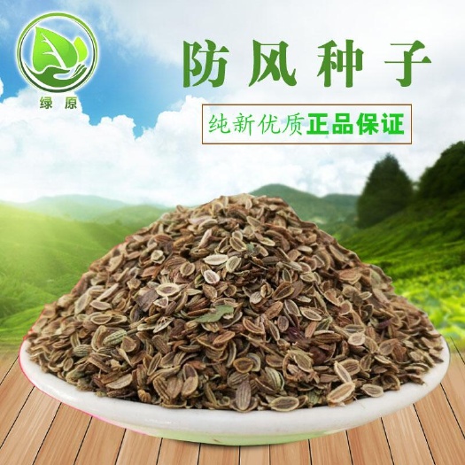 防风种子 纯新采收  免费提供种植技术 包发芽 回收产品