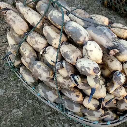 3735莲藕 11-13cm 10~15cm藕苗