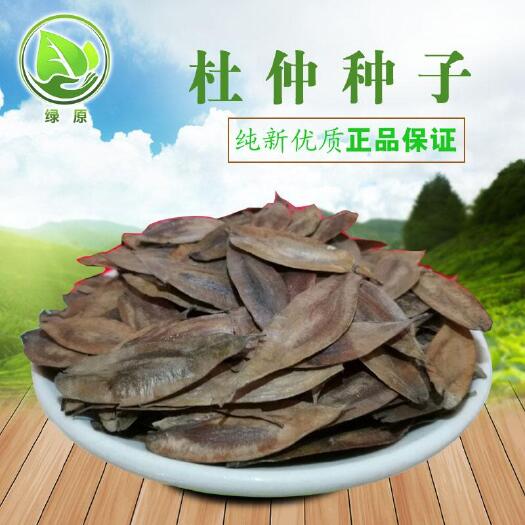 安国市杜仲籽 杜仲种子 纯新采收 发芽率高