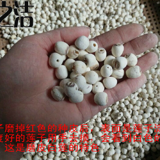 湘潭县2024 年磨皮莲子，湘潭特产，原味去心白莲