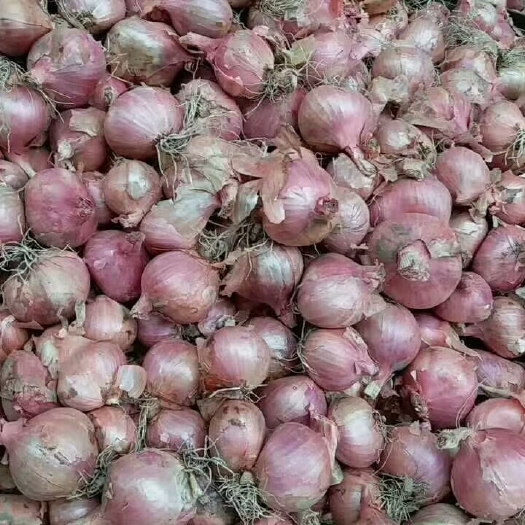 沂水县红皮洋葱 8cm以上 红皮 2.5-3两 