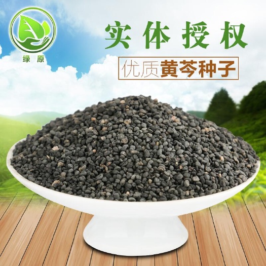 黄芩种子 当年新采 包发芽率95%以上 免费技术指导 回收产