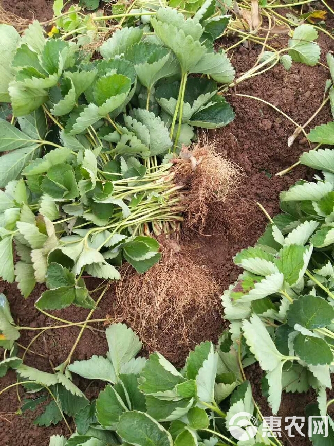  奶油草莓苗免费提供种植技术指导