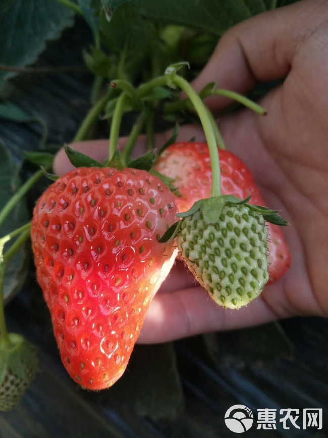  奶油草莓苗免费提供种植技术指导