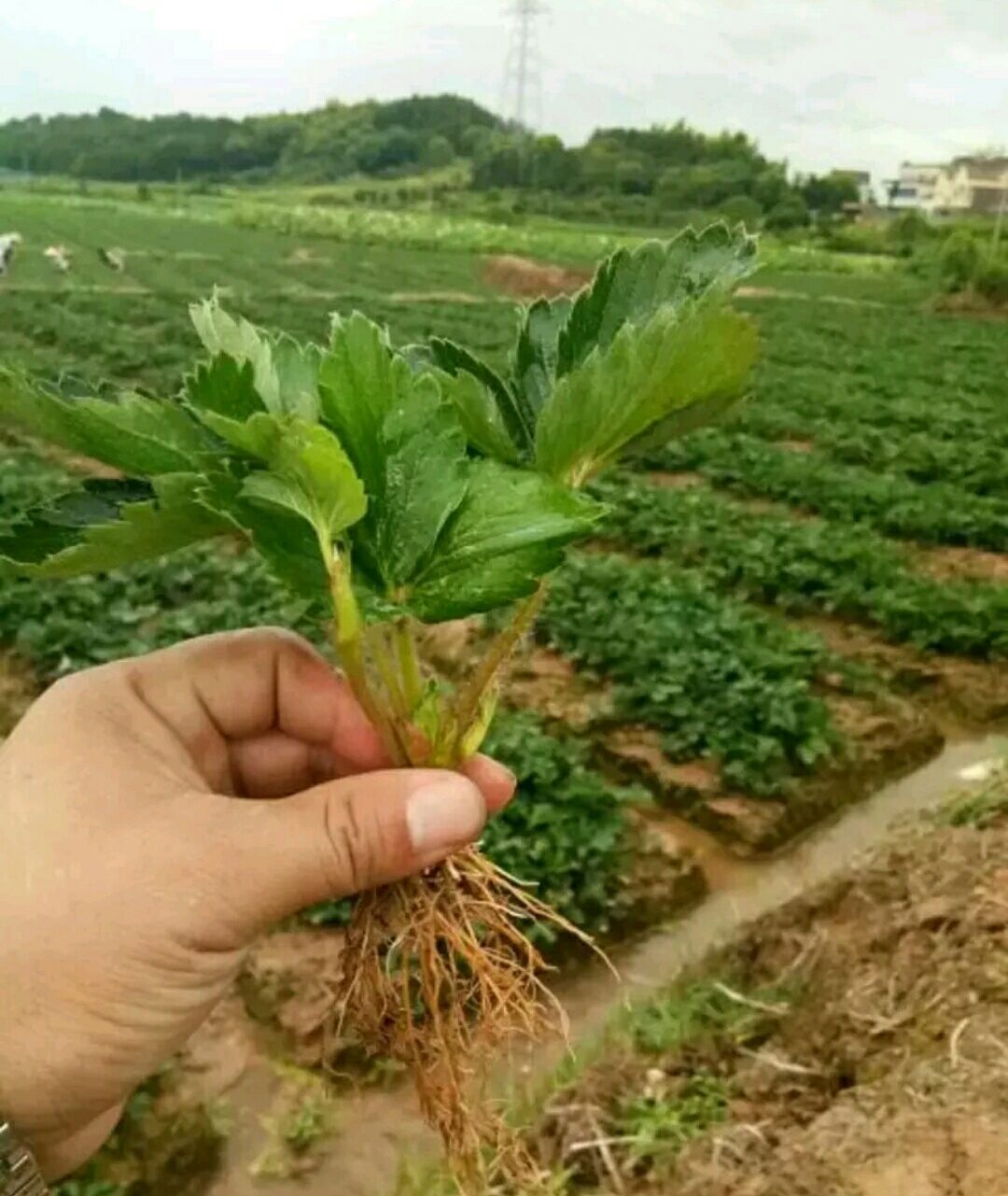 香蕉草莓苗 地栽苗 20~30公分 