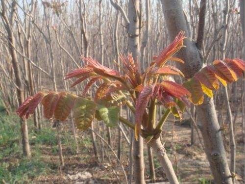 红油6号香椿苗  红油香椿苗