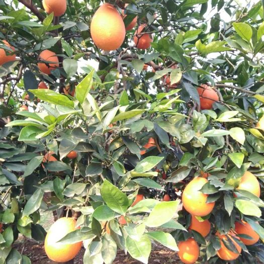 奉节脐橙 重庆市重庆市奉节县 二级果