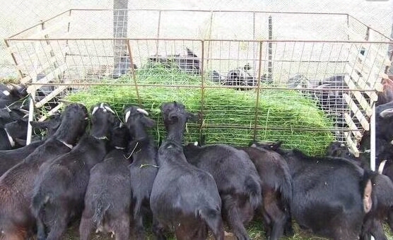沭阳县牧草种子