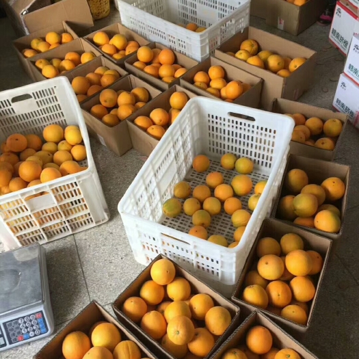 宁都县脐橙  十斤装玲珑小果